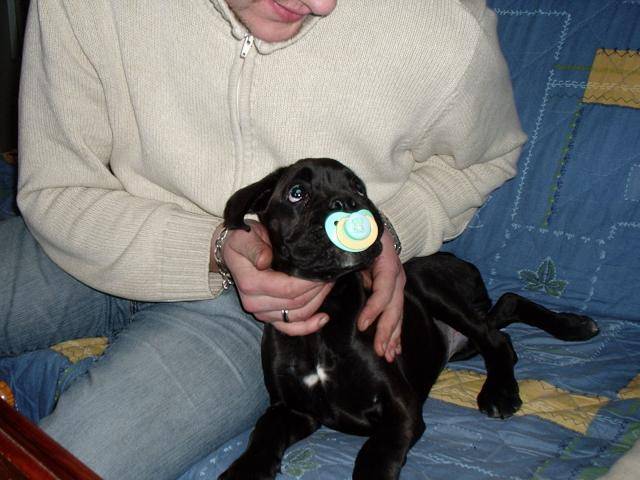 saïan boxer - Boxer