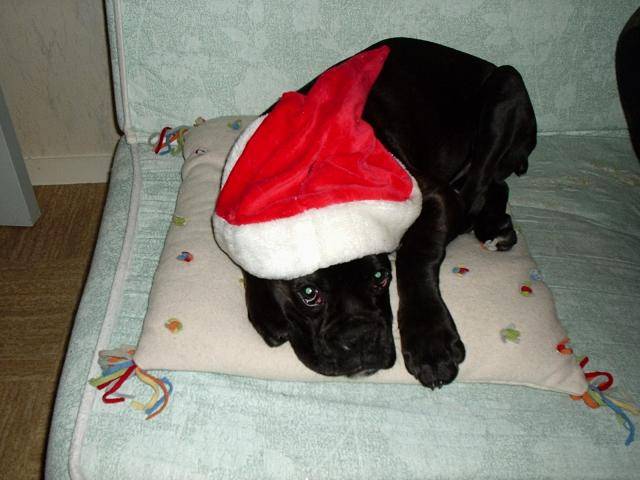 saïan boxer - Boxer