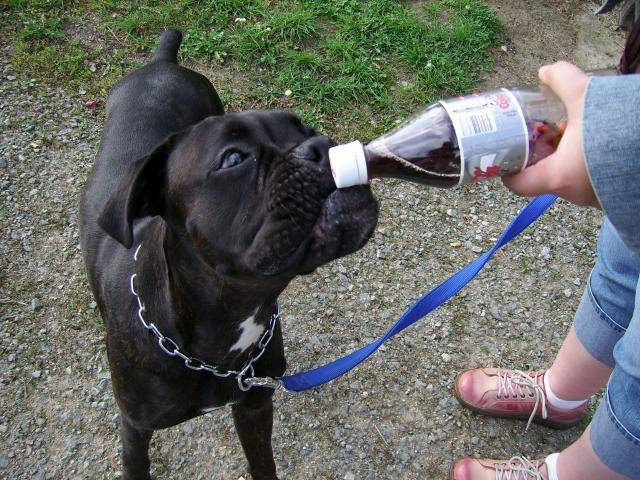 saïan boxer - Boxer