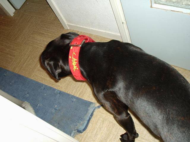 saïan boxer - Boxer