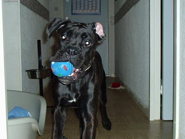 saïan boxer - Boxer