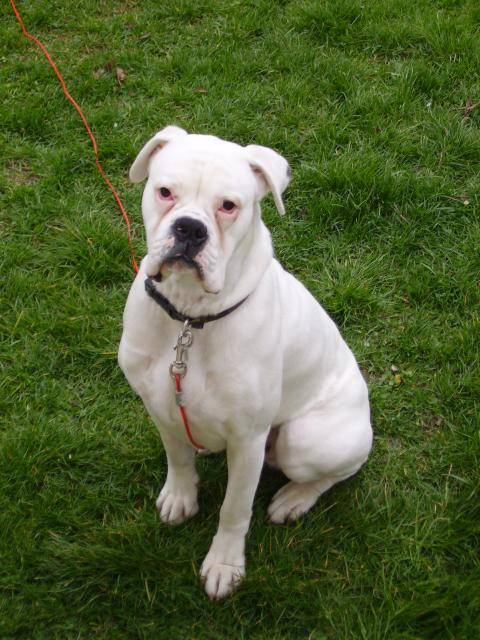 BOXER BLANC ALKO - Boxer