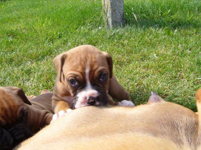 boxer "Calvin" 1 mois ! - Boxer (1 mois)