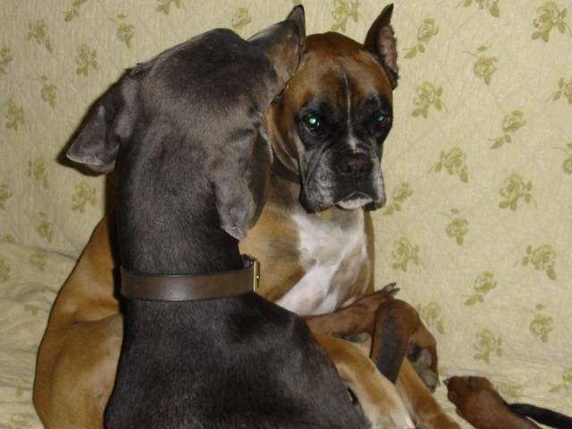 boxer pirouette - Boxer