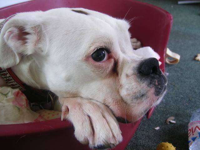 boxer Bianca - Boxer