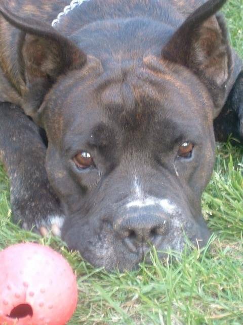 boxer * Ughy * - Boxer