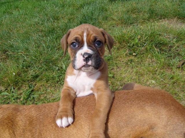 Boxer "Calvin" - Boxer