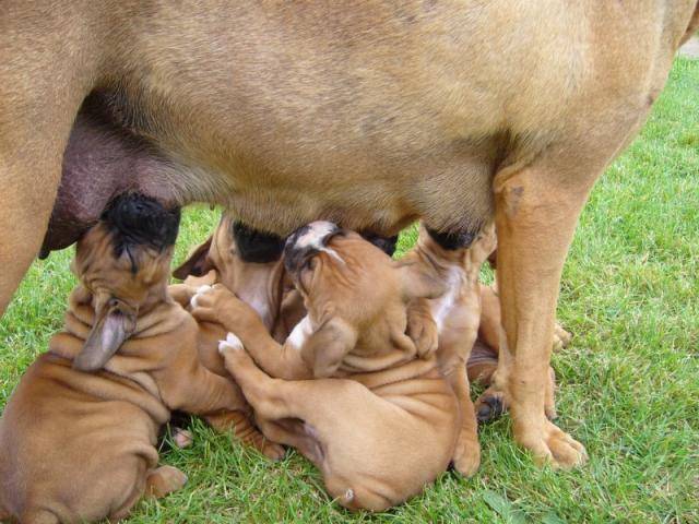 Boxer "Calvin" - Boxer