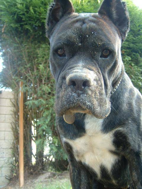 BOXER - Ughy - Boxer