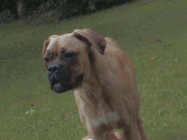Bouba boxer - Boxer