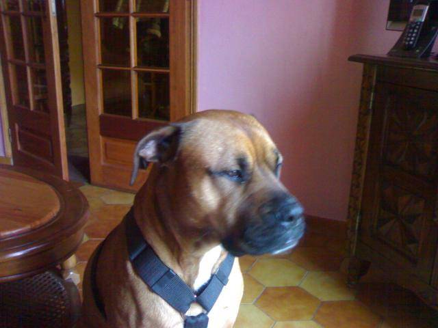 Vlad, croisé Boxer et Staff - Boxer