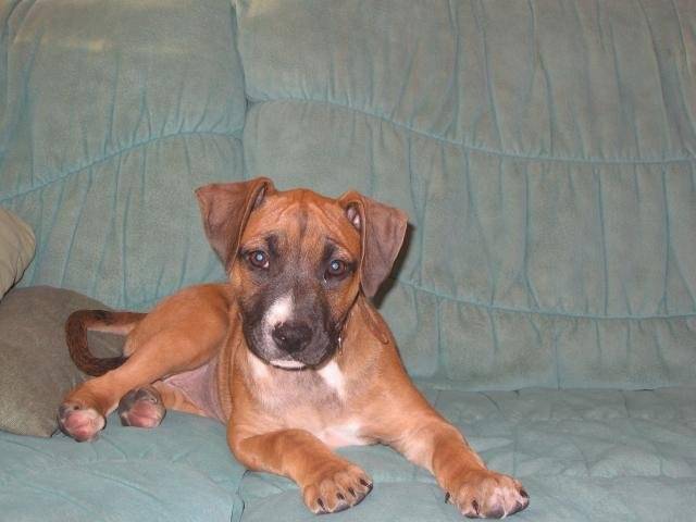 mia boxer&staff - Boxer