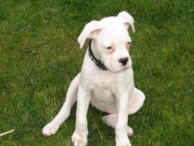 Tessa. Boxer - Boxer