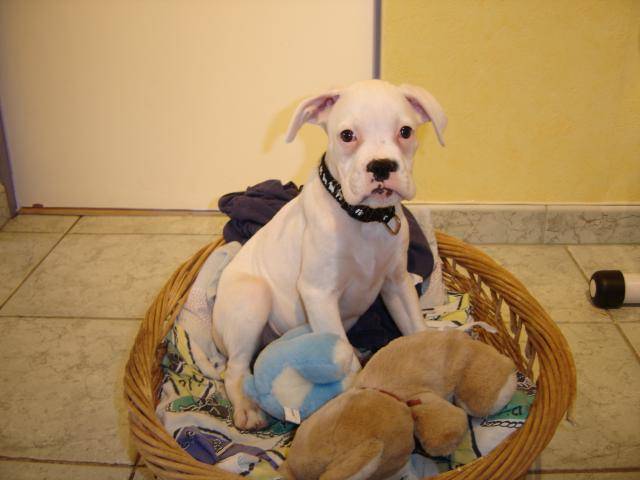 Tessa. Boxer - Boxer