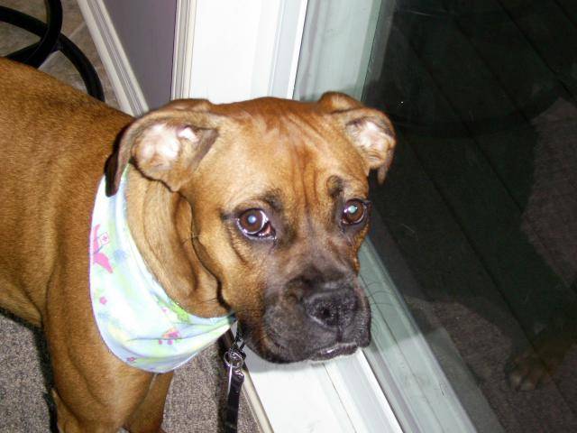 un boxer et elle sapelle Daisy !!! - Boxer