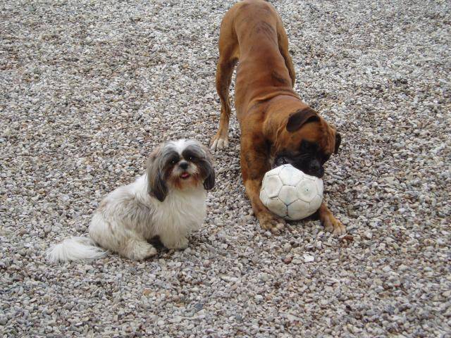 boxer SMILEY - Boxer