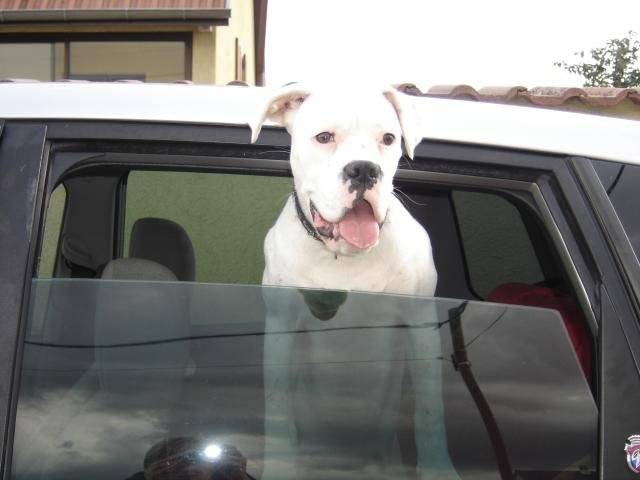 TESSA. Boxer. 6 mois - Boxer (6 mois)