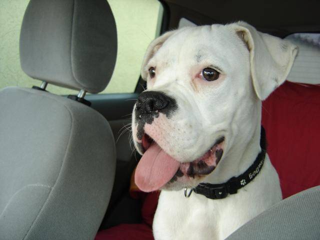 TESSA. Boxer. 6 mois - Boxer (6 mois)