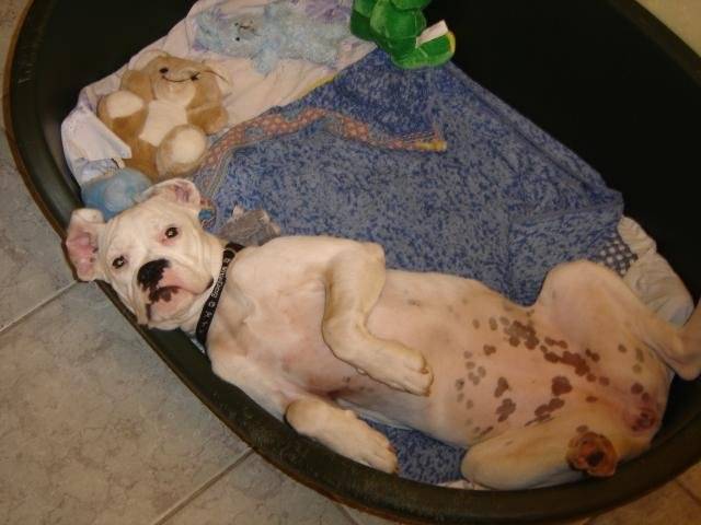 TESSA. Boxer - Boxer