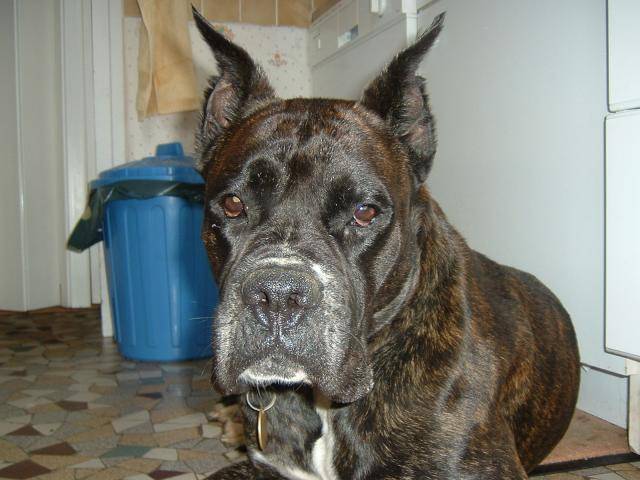 BOXER * Ughy* - Boxer