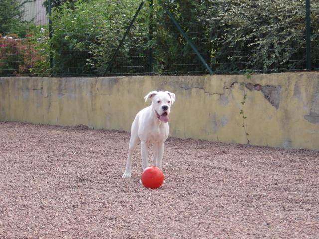 TESSA. Boxer - Boxer