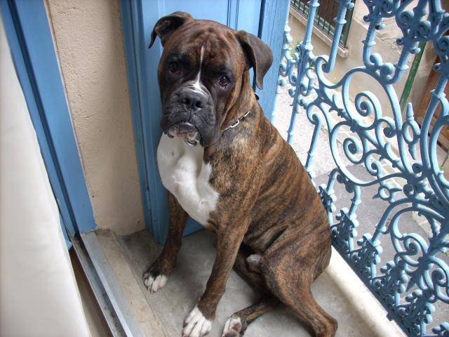 jack boxer 22 mois - Boxer (1 an et 10 mois)