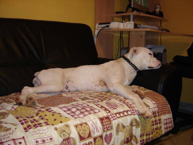 TESSA. Boxer - Boxer