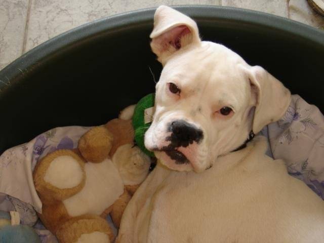 TESSA. Boxer - Boxer