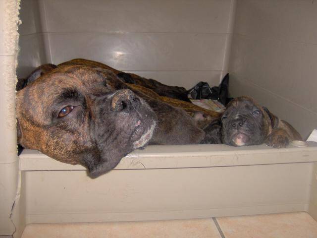 BOXER - Boxer