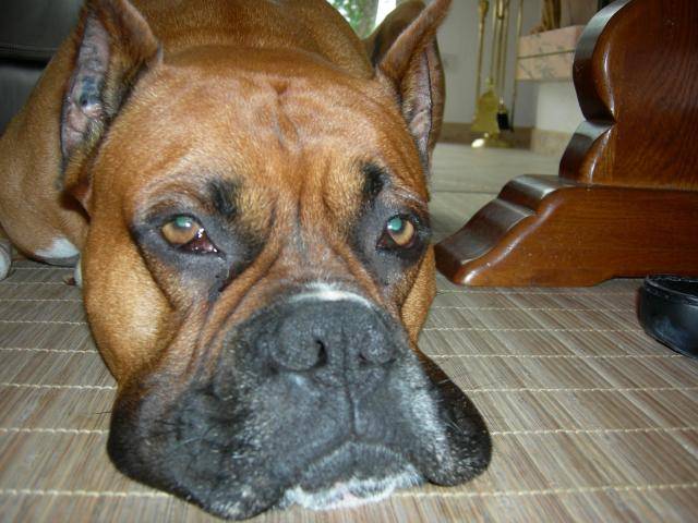 Magnum - Boxer - Boxer