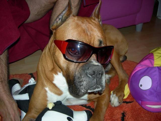 Magnum - Boxer - Boxer