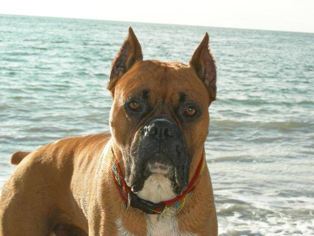 Magnum - Boxer - Boxer