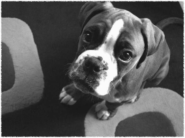 angus male boxer fauve - Boxer