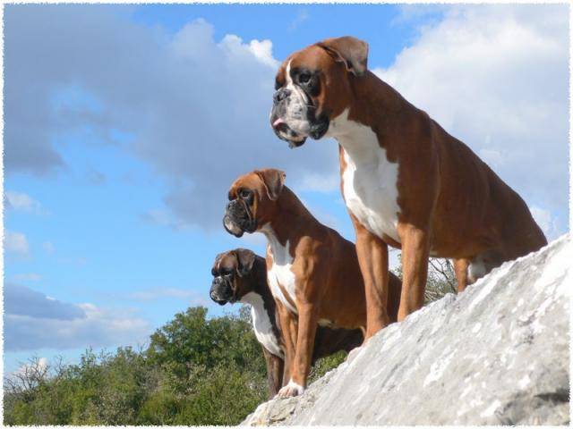 BOXER - Boxer