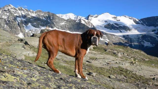 angus boxer - Boxer