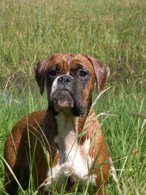 aguen femelle boxer fauve - Boxer