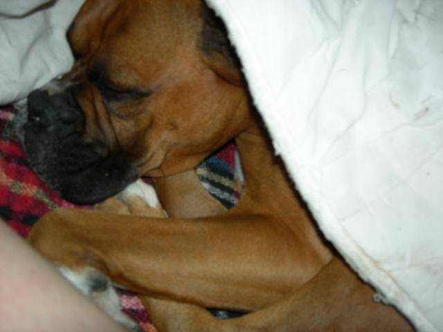 Magnum - Boxer - 7 ans - Boxer (7 ans)