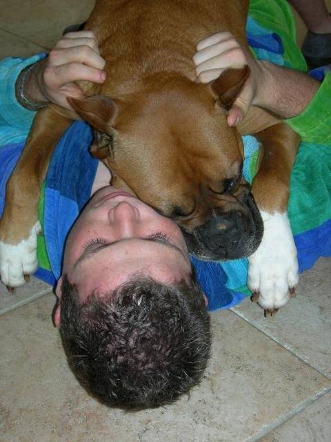 Magnum - Boxer - 7 ans - Boxer (7 ans)