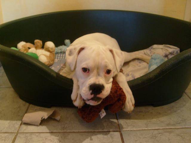 TESSA. Boxer - Boxer