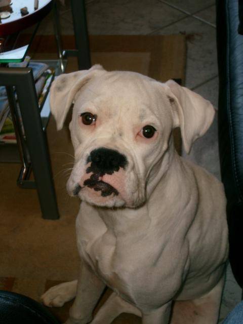 TESSA. Boxer - Boxer