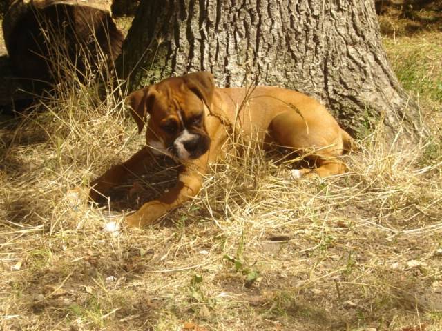 boxer calvin ! - Boxer