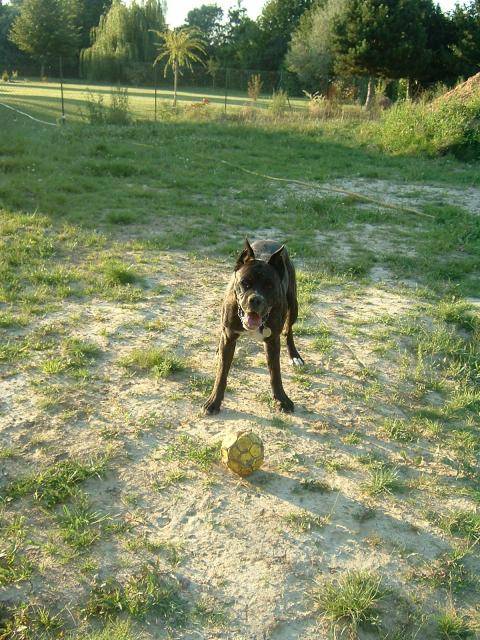 BOXER - Ughy - Boxer