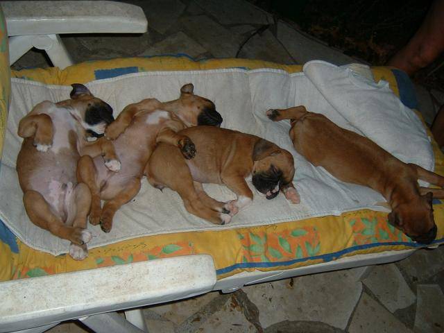 BOXER - Boxer