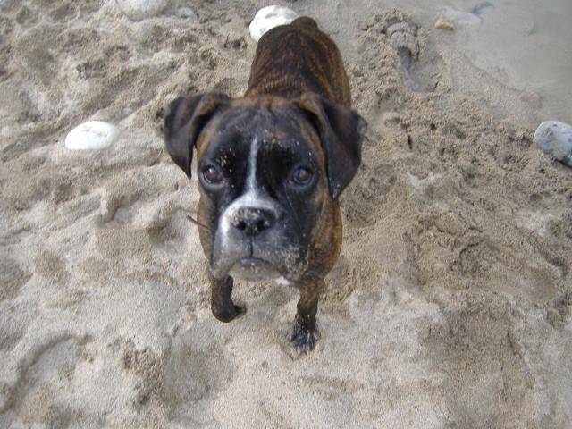 laya boxer - Boxer