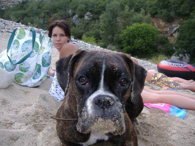 laya boxer - Boxer
