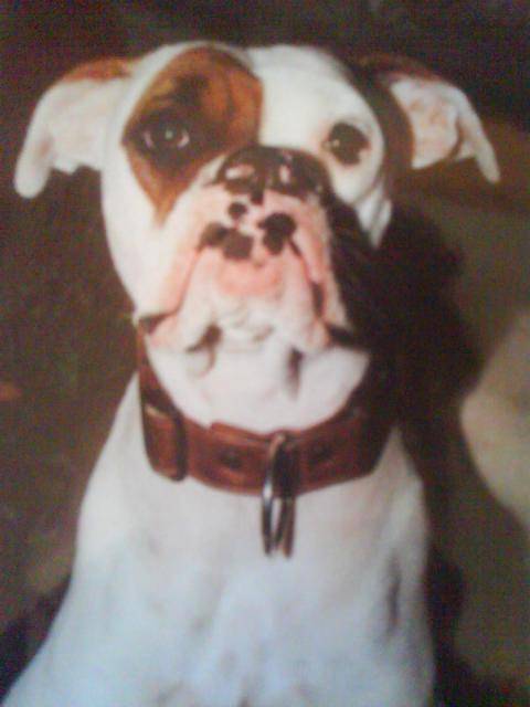 boxer AYA - Boxer