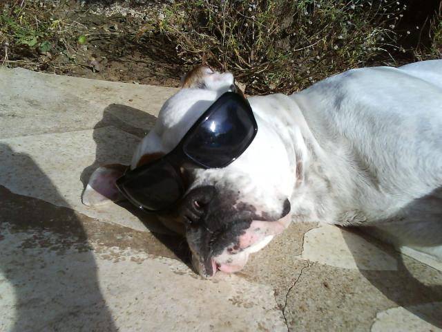 boxer - Boxer