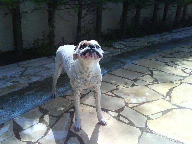 boxer AYA - Boxer