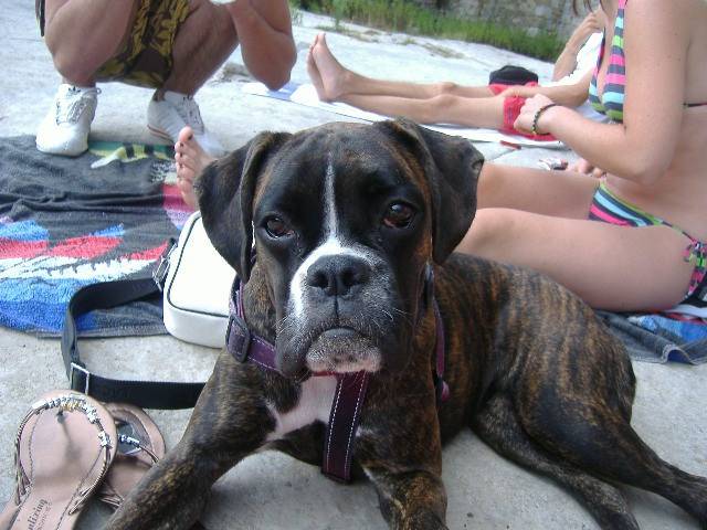 laya boxer - Boxer