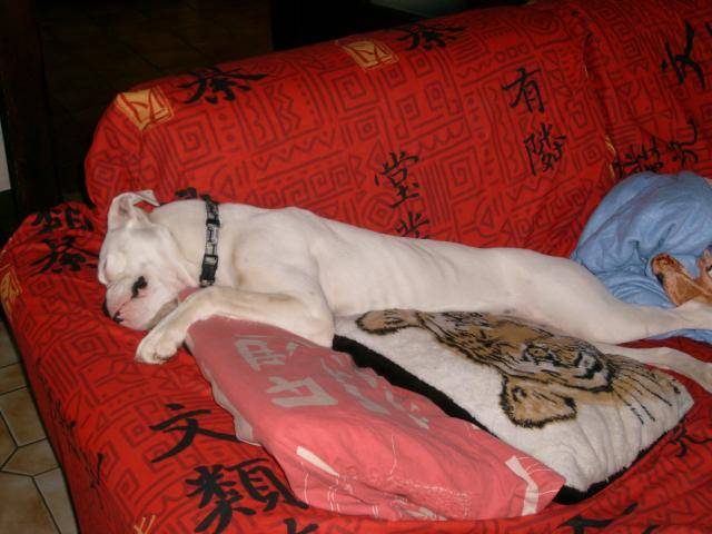 TESSA. Boxer - Boxer